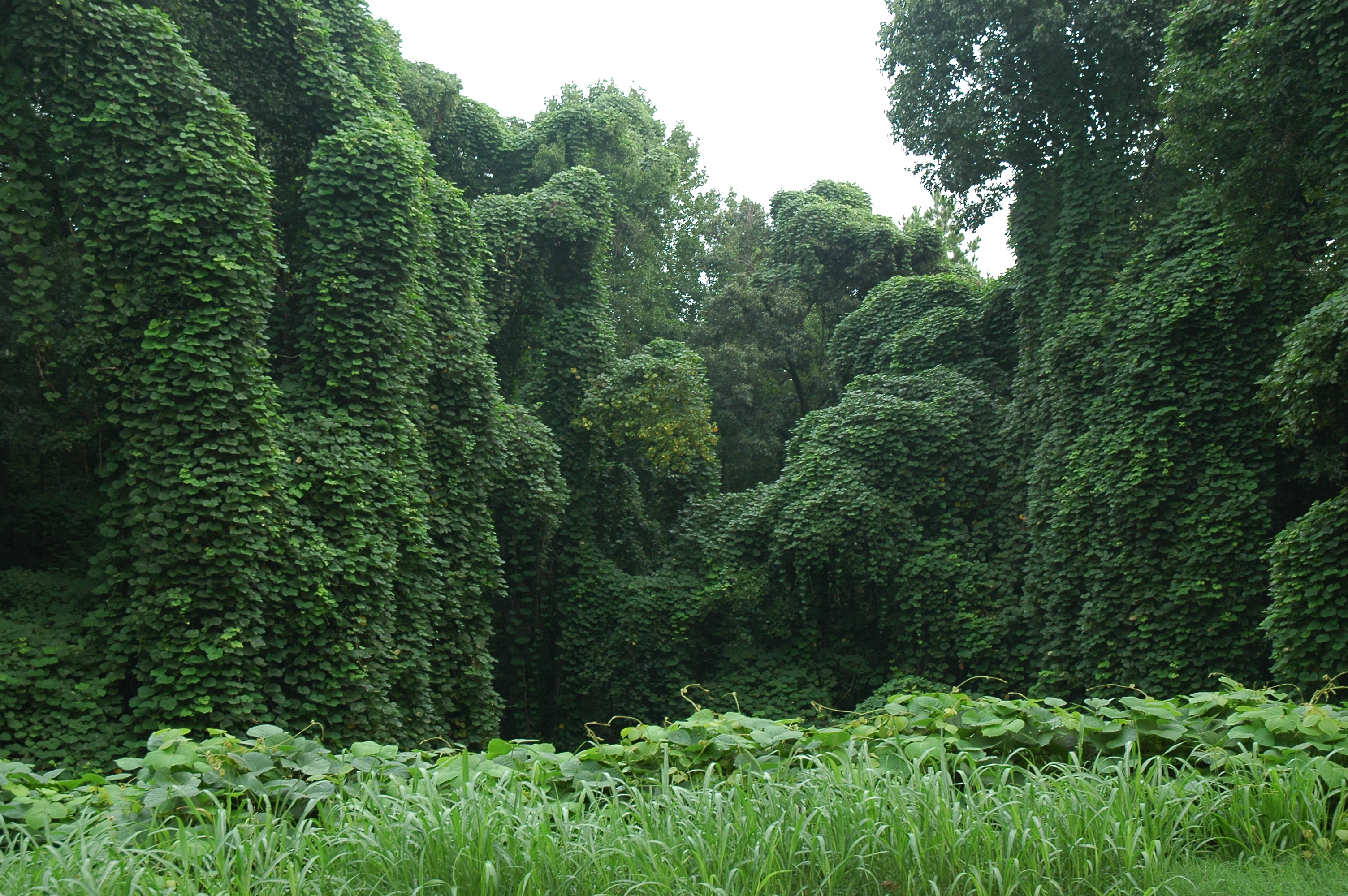 Kudzu – Drugstore.hu